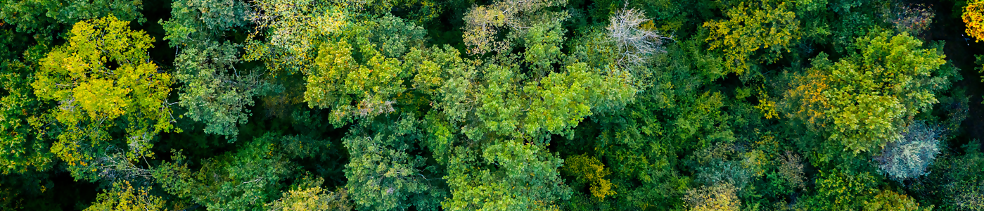 Sustainability at Yameira Capital